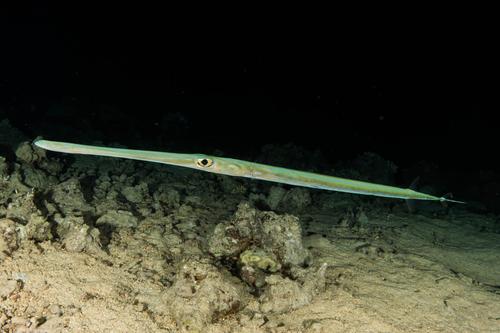 Blue-spotted Cornetfish